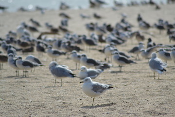 seagulls flying ocean water over beach