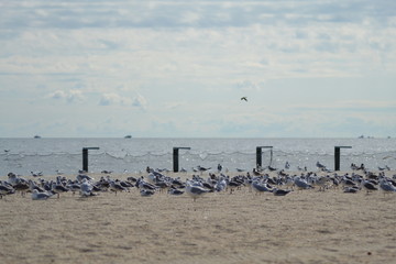 Naklejka na ściany i meble seagulls flying ocean water over beach