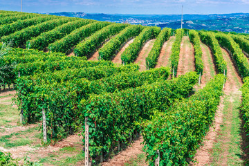 Fototapeta na wymiar Vineyards in the Province of Cuneo, Piedmont, Italy