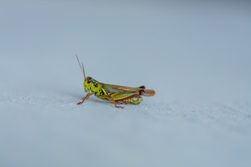 Grasshopper on Stone Macro Up Close