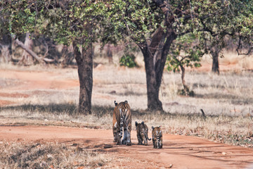 Maya and her two cubs, Tadoba National Park, India