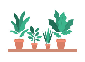 shelf with houseplants in pots