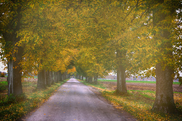 Countryside road among the trees in autumn. Masuria, Poland. Analog style.