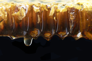 Honey Bees on beehive.