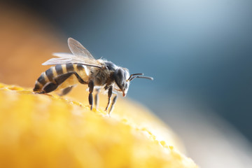 Honey Bees on beehive.