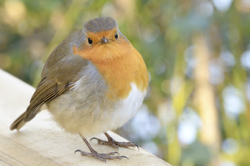 Robin redbreast with feathers puffed up against the cold, perching on fence.