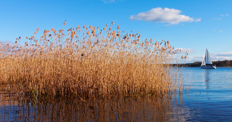 A saling boat and reed on a lake - obrazy, fototapety, plakaty