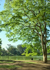 Fototapeta na wymiar Big tree by the lake