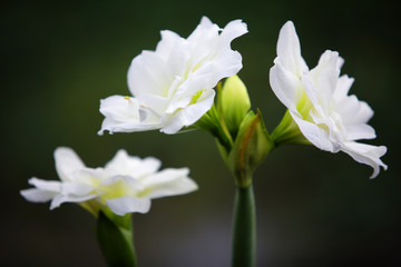 close up of white amaryllis flower background