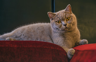 Portrait of grey cat of British breed
