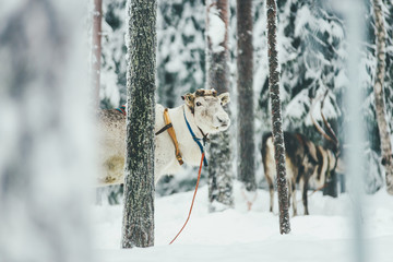 Reindeer in harness during of winter day.