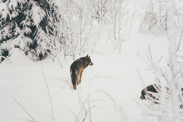 Fototapeta na wymiar Portrait of a wolf in snowy winter forest