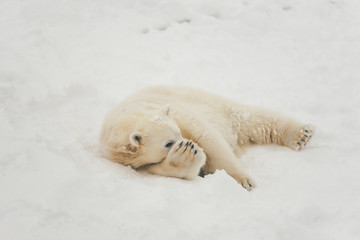 white polar bear in snow forest