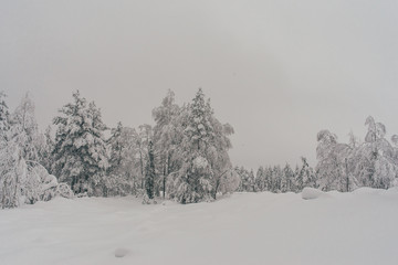 Obraz na płótnie Canvas Winter Snow Forest at Finnish Saami Farm in Rovaniemi