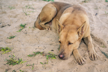 Fototapeta premium Dog lying on the beach in Nai Yang Beach Phuket Thailand