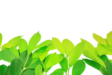 Obraz premium Copy space Leaves Green White background ornamental trees at phuket Thailand