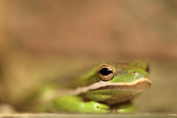 Golden tree frog at Fort Macon North Carolina. Eyes have golden color. Enlarging photo can provide immense detail. Taken with Canon EOS 5d.