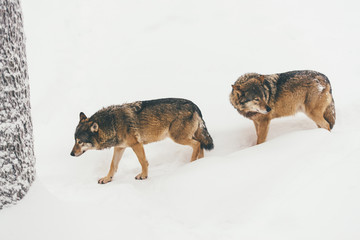 two Portrait of a wolf in snowy winter forest