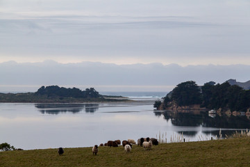 Peaceful morning on the farm & sea