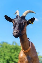 Portrait Brown goat against blue sky