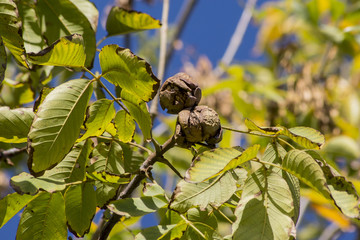 Walnut (Juglans) crop.