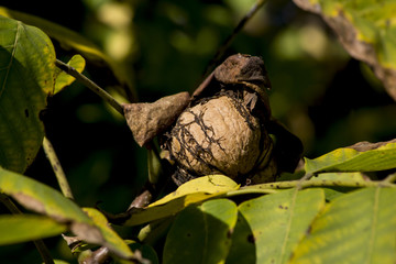 Walnut (Juglans) crop.