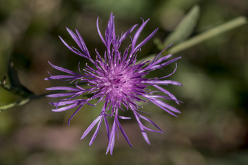 Imola (Centaurea jacea)