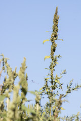 Pigweed (Amaranthus retroflexus)
