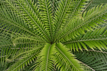 Fototapeta na wymiar garden background - plant closeup of exotic fern leaves