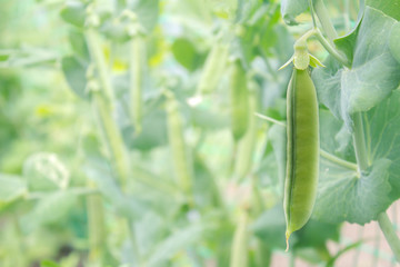 Green peas thickets in pods in a garden with space for text.