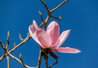 Pink magnolia against blue sky