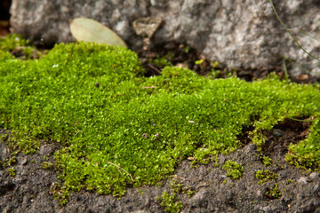 Green moss over rock