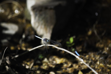Cape Skimmer Dragonfly (orthetrum julia capicola) Perched On A Stem