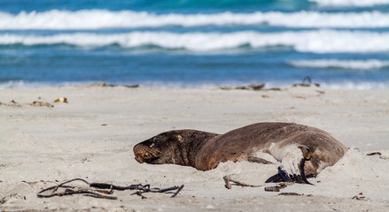 Brown sea lion resting on beach with rolling waves