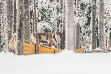 alive deer with horns in snow forest