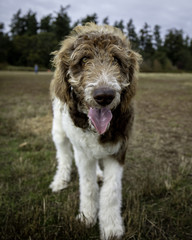 Golden Doodle Puppy