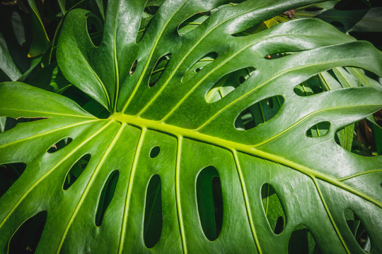 Fototapeta Tropical  plants, leaf of Monstera /Philodendron leaves