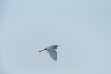 A little egret, medium-sized white bird, flies in the blue sky on a sunny day