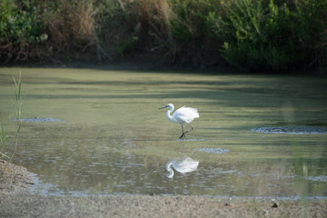Portrait of Egretta Garzetta in water. medium color background