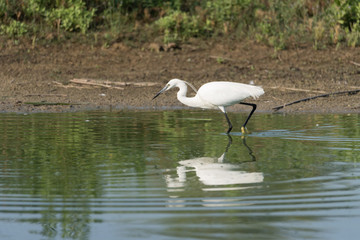 Portrait of Egretta Garzetta in water. medium color background