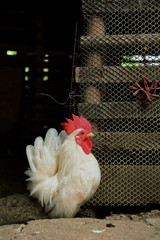 Cute and beautiful of dwarf chicken in the farm