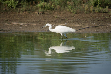 Portrait of Egretta Garzetta in water. medium color background