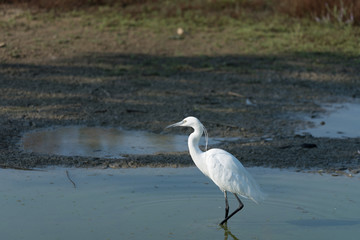 Portrait of Egretta Garzetta in water. medium color background