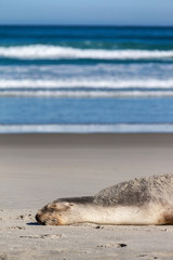 Sea lion resting on beach with rolling waves (3)