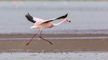flamingo flying  in the Bolivian Altiplano lagoon © Agata Carr