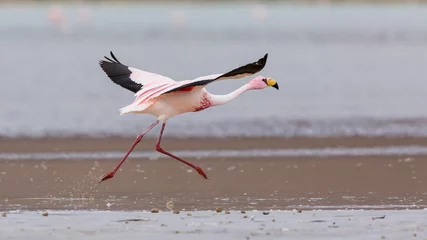 Fotobehang Flamingo flamingo flying  in the Bolivian Altiplano lagoon  © Agata Carr