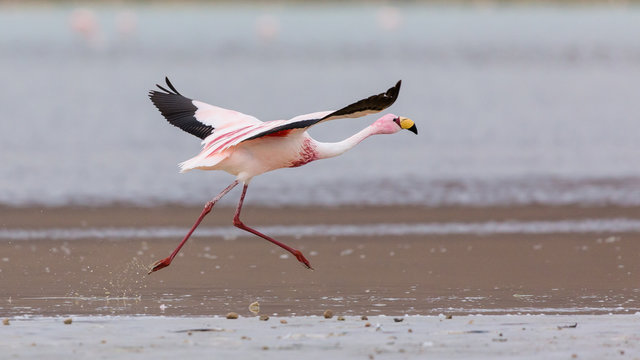 flamingo flying  in the Bolivian Altiplano lagoon