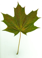 autumn leaf of maple