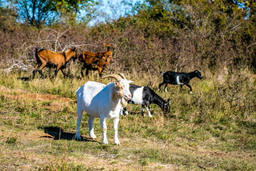 Pasture with white billy goat, brown and black goats grazing, sunny fall day, blue sky, dry and...