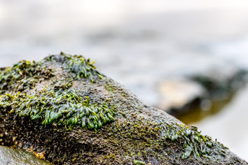 green moss on the rock